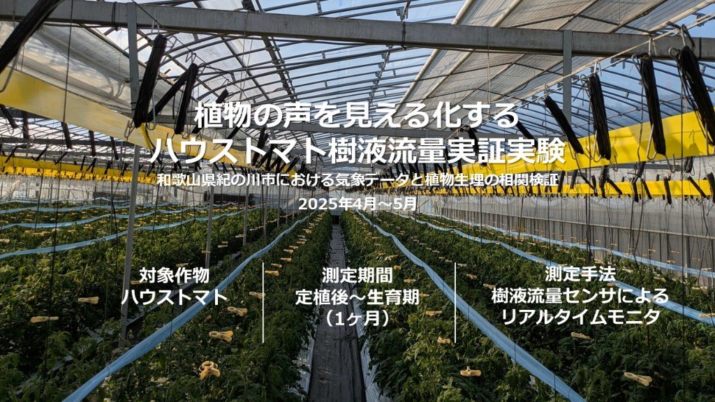 植物の声を見える化するハウストマト樹液流量実証実験
